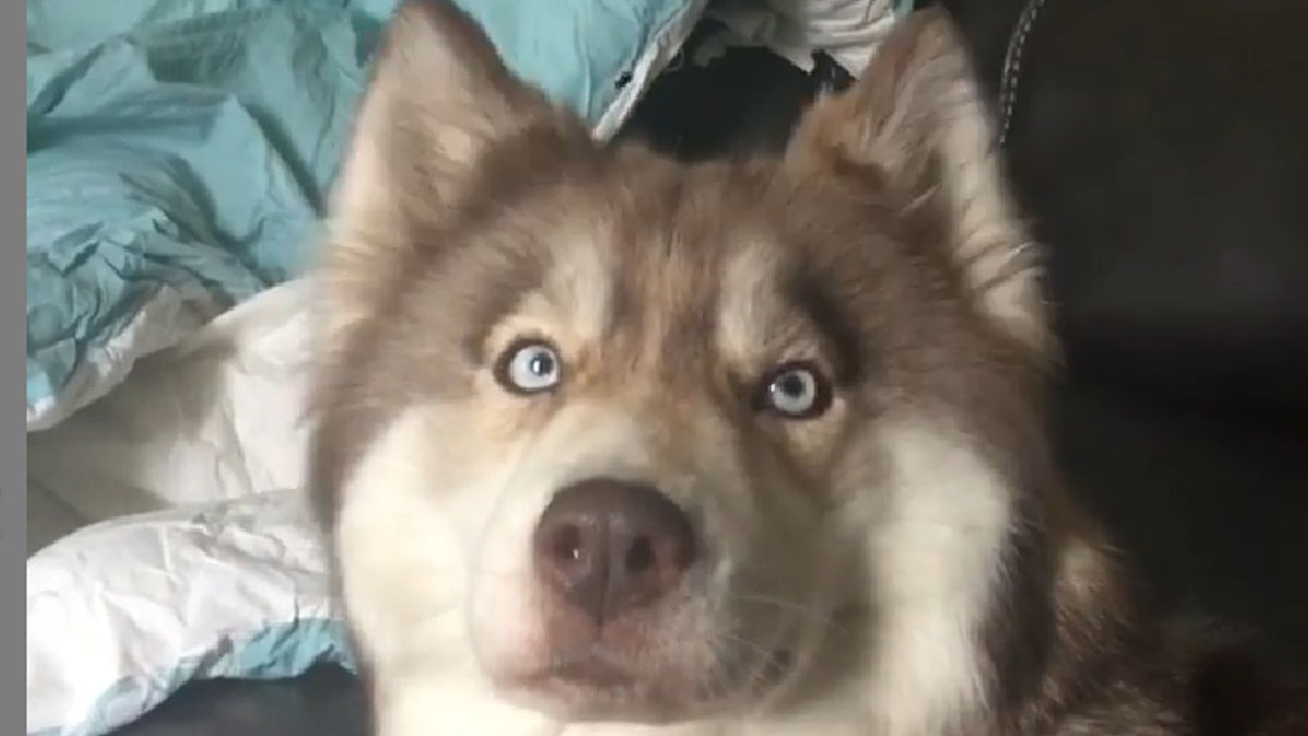 VIDEO Ova slatka priča će vam zagrijati srce. Pas je priznao vlasnici da je voli